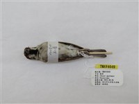 藏品(麻雀)的圖片